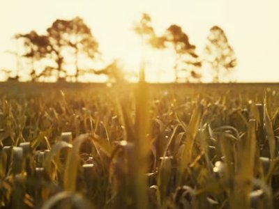 cooperativa-tradicao-lanca-campanha-de-mix-de-cobertura