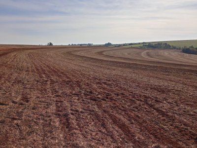 vazio-sanitario-da-soja-tera-datas-diferentes-nas-regioes-do-parana