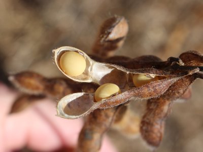 soja-opera-com-estabilidade-em-chicago-nesta-6-feira-a-espera-dos-numeros-do-usda