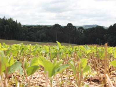 com-periodos-mais-amplos-para-2022-vazio-sanitario-passa-de-60-para-90-dias
