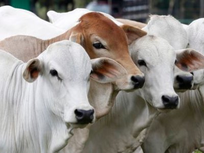 ministerio-reconhece-parana-como-area-livre-de-febre-aftosa-sem-vacina