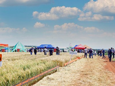 coopertradicao-realiza-dia-de-campo-da-cultura-do-trigo