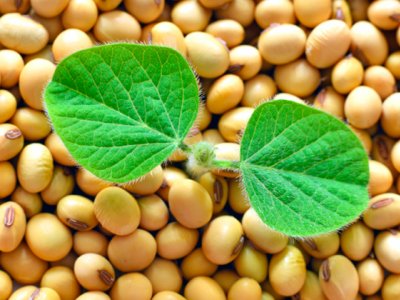 preco-de-commodities-como-soja-e-milho-deve-se-manter-alto-e-ate-subir-diz-ministra-da-agricultura