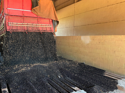 safra-avanca-com-otimismo-no-sudoeste-do-parana