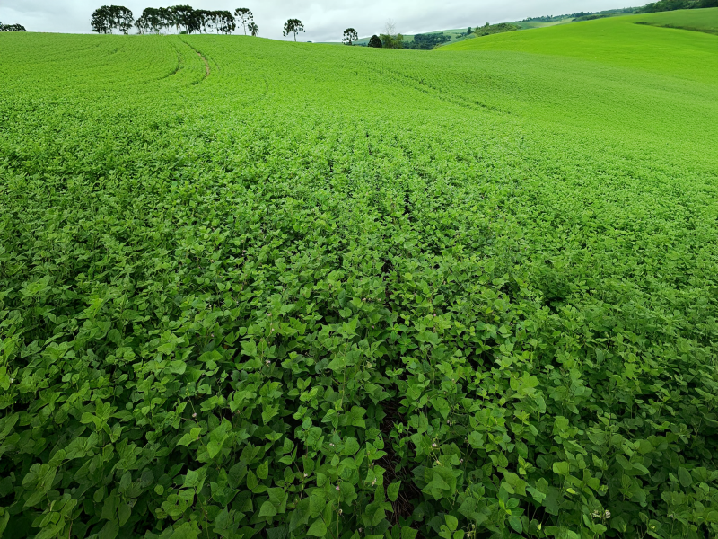 Safrinha de feij�o apresenta boa produtividade entre cooperados