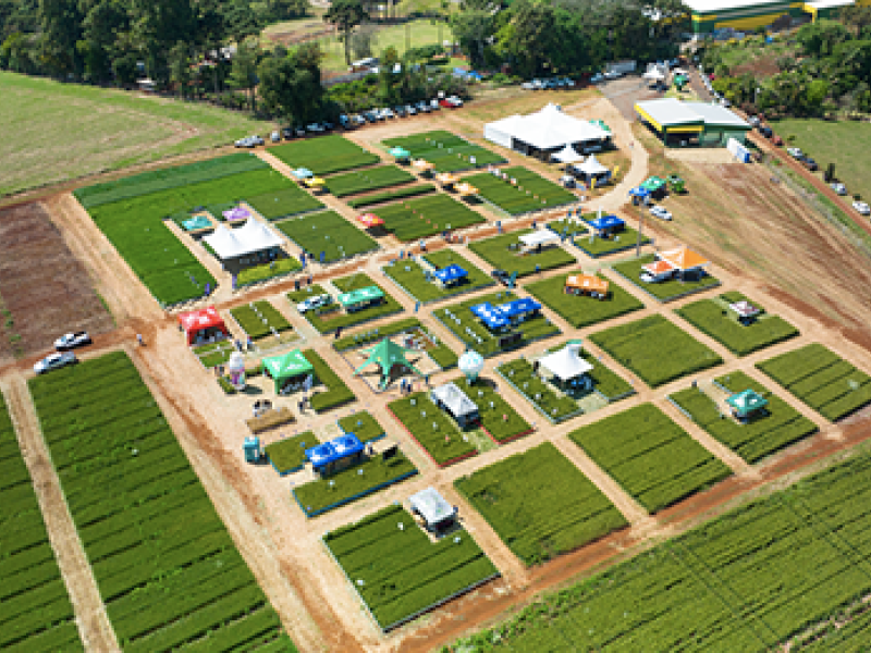 Dia de Campo de Trigo re�ne cerca de 500 pessoas 