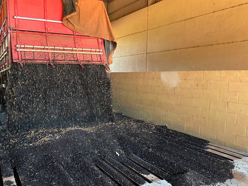 Safra de feij�o come�a a abastecer os armaz�ns da Cooperativa Tradi��o