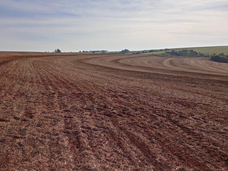 Vazio sanit�rio da soja ter� datas diferentes nas regi�es do Paran�