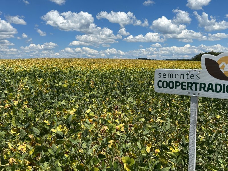 2025 come�a com expectativa de crescimento nas safras de ver�o