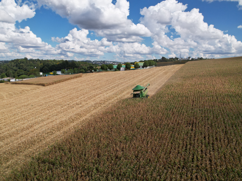 Safra de milho bate recordes de produtividade