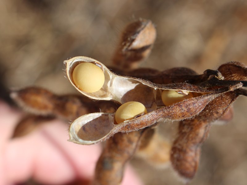Soja opera com estabilidade em Chicago nesta 6� feira � espera dos n�meros do USDA