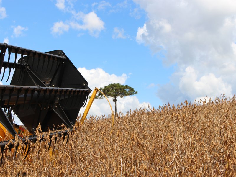 C�leres prev� recordes para a safra de soja 18/19 no Brasil