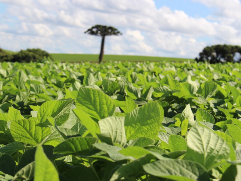 Safra 2018-2019: Os principais desafios e compet�ncias para o sucesso da colheita