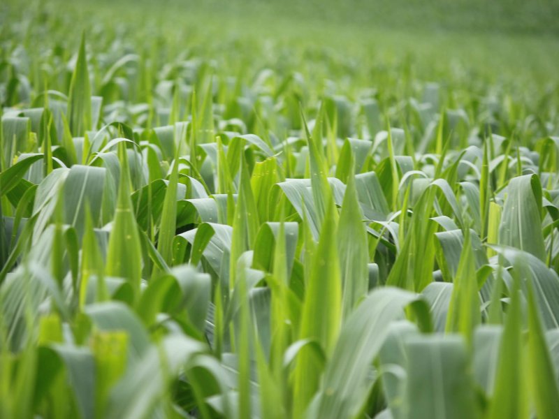 Ver�o come�a chuvoso no Paran�, segundo o Simepar