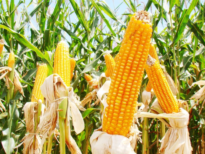 Neve e frio intenso come�am a atrasar o plantio de milho nos EUA