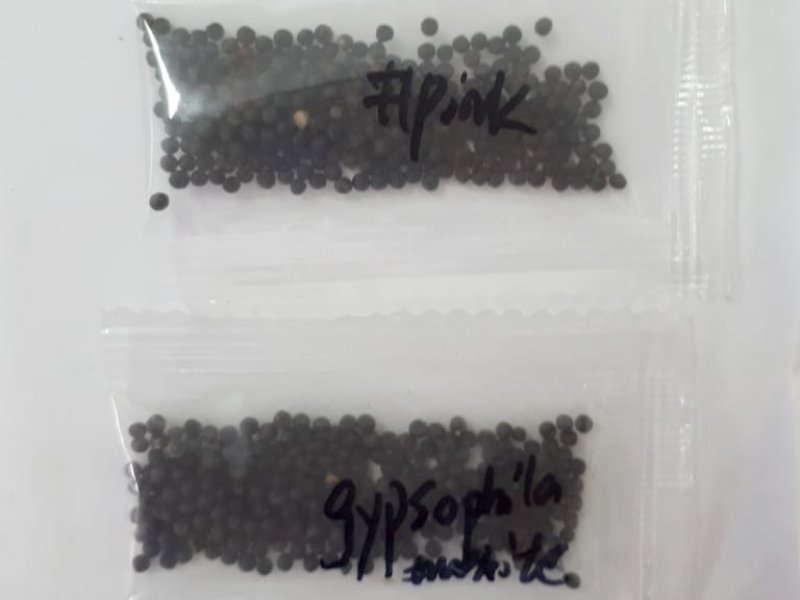 Adapar alerta sobre recebimento de sementes n�o encomendadas