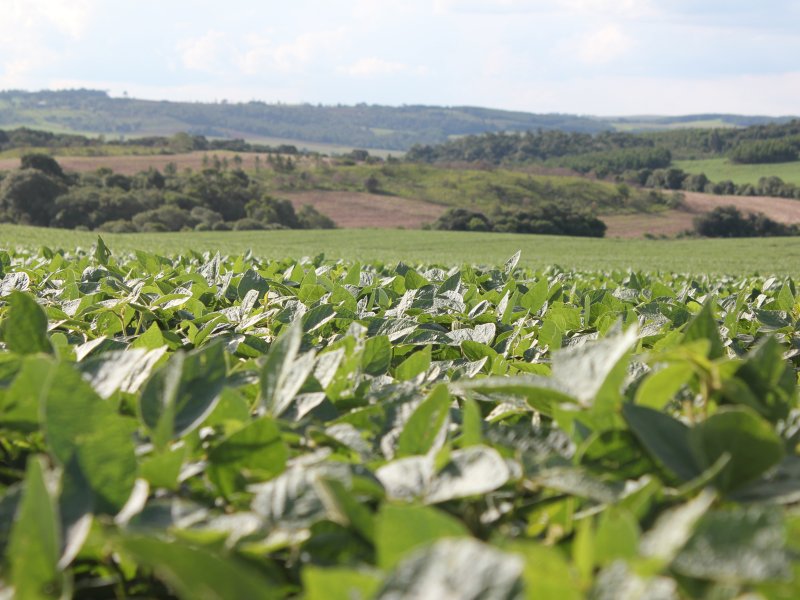 Plantio de soja 18/19 do Paran� tem in�cio mais precoce