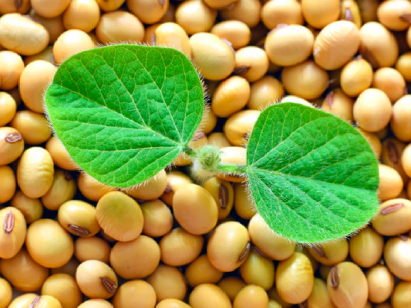 Pre�o de commodities como soja e milho deve se manter alto e at� subir, diz ministra da Agricultura