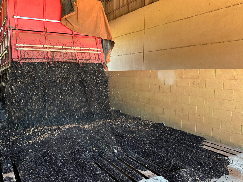 Safra avan�a com otimismo no sudoeste do Paran�