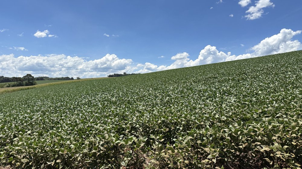 Conflito no Oriente M�dio acende alerta no agroneg�cio mundial e exige aten��o dos produtores